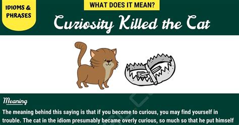 curious cat|curiosity kills a cat meaning.